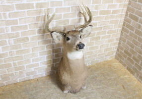 鹿:シカの剥製を買取致しました。_01 鹿:シカの剥製を買取致しました。_01