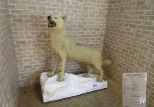 狼:オオカミ:カナダ産の剥製を買取致しました。_01 狼:オオカミ:カナダ産の剥製を買取致しました。_01