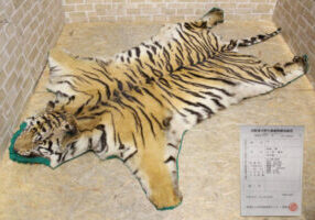 虎:トラの敷物の剥製を買取致しました。_01 虎:トラの敷物の剥製を買取致しました。_01
